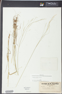Festuca obtusa image