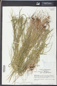 Festuca obtusa image