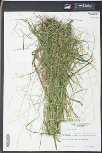 Festuca obtusa image