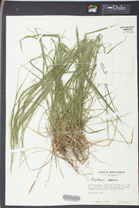 Festuca obtusa image