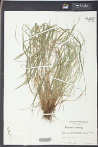 Festuca obtusa image