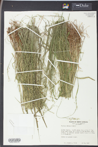 Festuca obtusa image