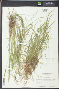 Festuca obtusa image