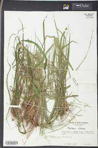 Festuca obtusa image