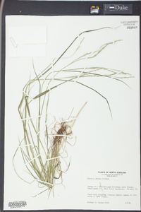 Festuca obtusa image