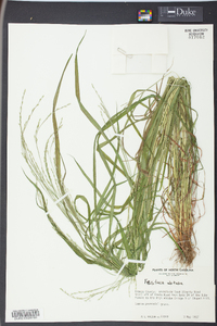 Festuca obtusa image