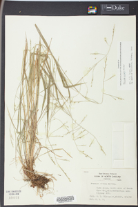 Festuca obtusa image