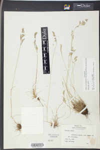 Festuca rubra image