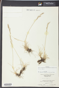 Festuca rubra image