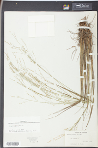 Festuca obtusa image