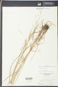 Festuca obtusa image