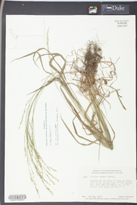 Festuca obtusa image