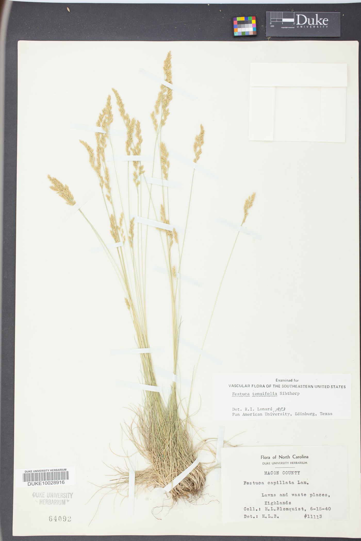 Festuca filiformis image