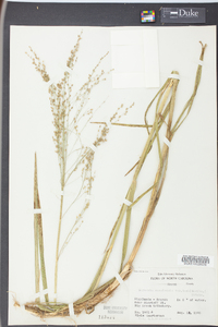 Glyceria canadensis image