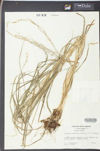 Glyceria melicaria image