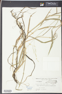 Glyceria pallida image