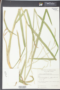 Glyceria septentrionalis image