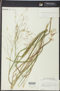 Glyceria canadensis image