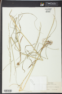 Glyceria melicaria image