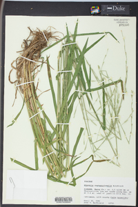 Glyceria septentrionalis image