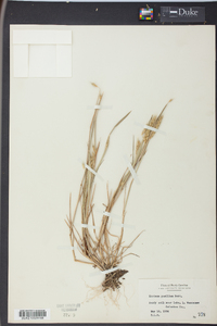 Hordeum pusillum image