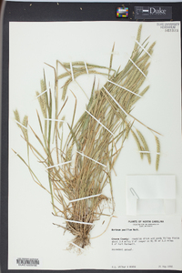 Hordeum pusillum image