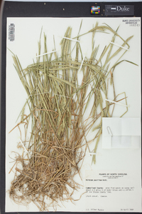 Hordeum pusillum image