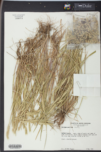 Hordeum pusillum image