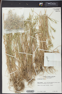 Hordeum pusillum image