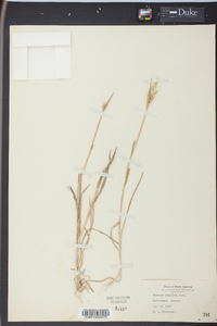 Hordeum pusillum image