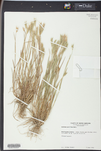 Hordeum pusillum image