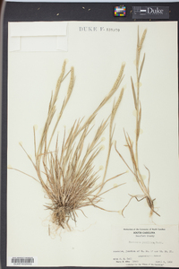 Hordeum pusillum image