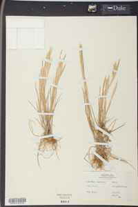 Hordeum pusillum image