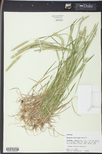 Hordeum pusillum image