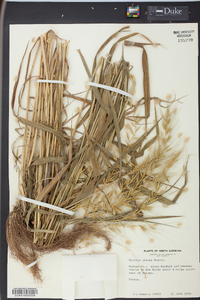 Elymus hystrix image