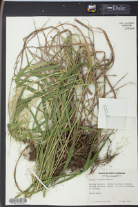 Elymus hystrix image