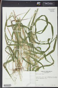 Elymus hystrix image