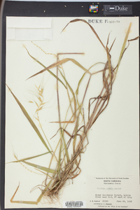 Elymus hystrix image