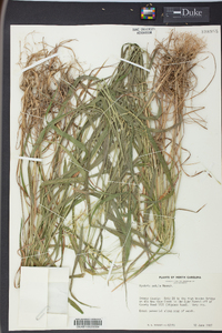 Elymus hystrix image