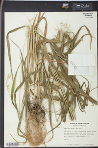 Elymus hystrix image