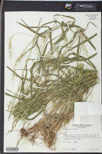 Elymus hystrix image