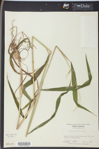 Elymus hystrix image