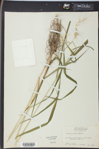 Elymus hystrix image