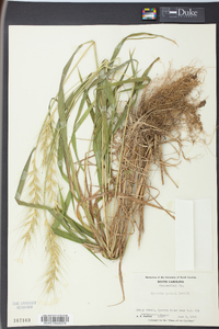 Elymus hystrix image