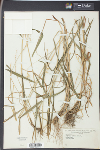 Elymus hystrix image