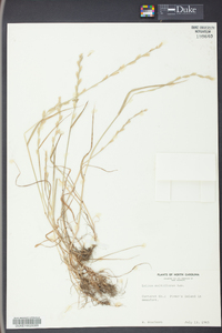 Lolium perenne subsp. multiflorum image