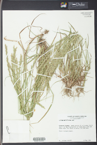 Lolium perenne subsp. multiflorum image