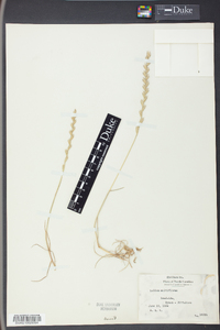 Lolium perenne subsp. multiflorum image