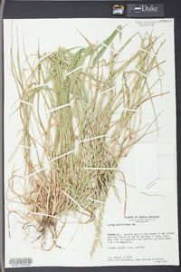 Lolium perenne subsp. multiflorum image