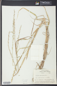 Lolium perenne subsp. multiflorum image